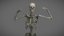 3D Anatomy Male Rigged Animated Maya 11