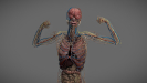 3D Anatomy Male Rigged Animated Maya 10