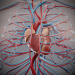 3D Anatomy Male Rigged Animated Maya 26