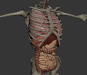3D Anatomy Male Rigged Animated Maya 19