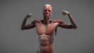 3D Anatomy Male Rigged Animated Maya 08
