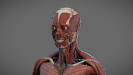 3D Anatomy Male Rigged Animated Maya 22