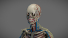 3D Anatomy Male Rigged Animated Maya 23