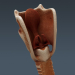 3D Anatomy Male Rigged Animated Maya 31
