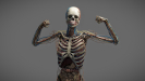 3D Anatomy Male Rigged Animated Maya 09