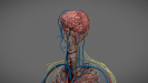 3D Anatomy Male Rigged Animated Maya 24