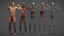 3D Anatomy Male Rigged Animated Maya 02