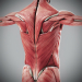 3D Anatomy Male Rigged Animated Maya 17