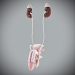 3D Anatomy Male Rigged Animated Maya 30