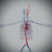 3D Anatomy Male Rigged Animated Maya 25