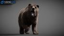 Bears_020