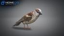 Sparrow-07