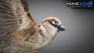Sparrow-02