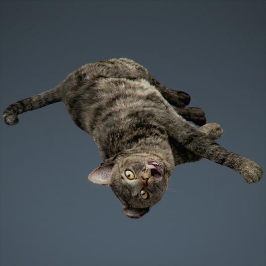 3D Rigged Domestic Cat » Download and buy 3D profestionnal models on