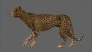 Cheetah_03