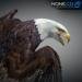 Eagle-Bald-02