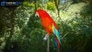 Parrot Red 08